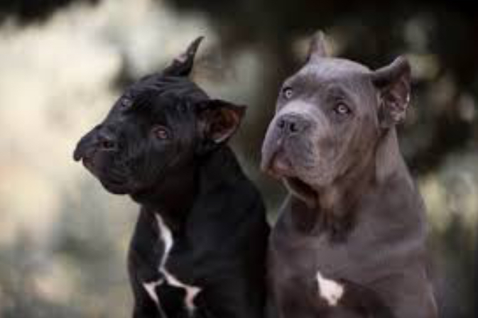 CF2A568B-F85E-4788-8376-A2AE57903026